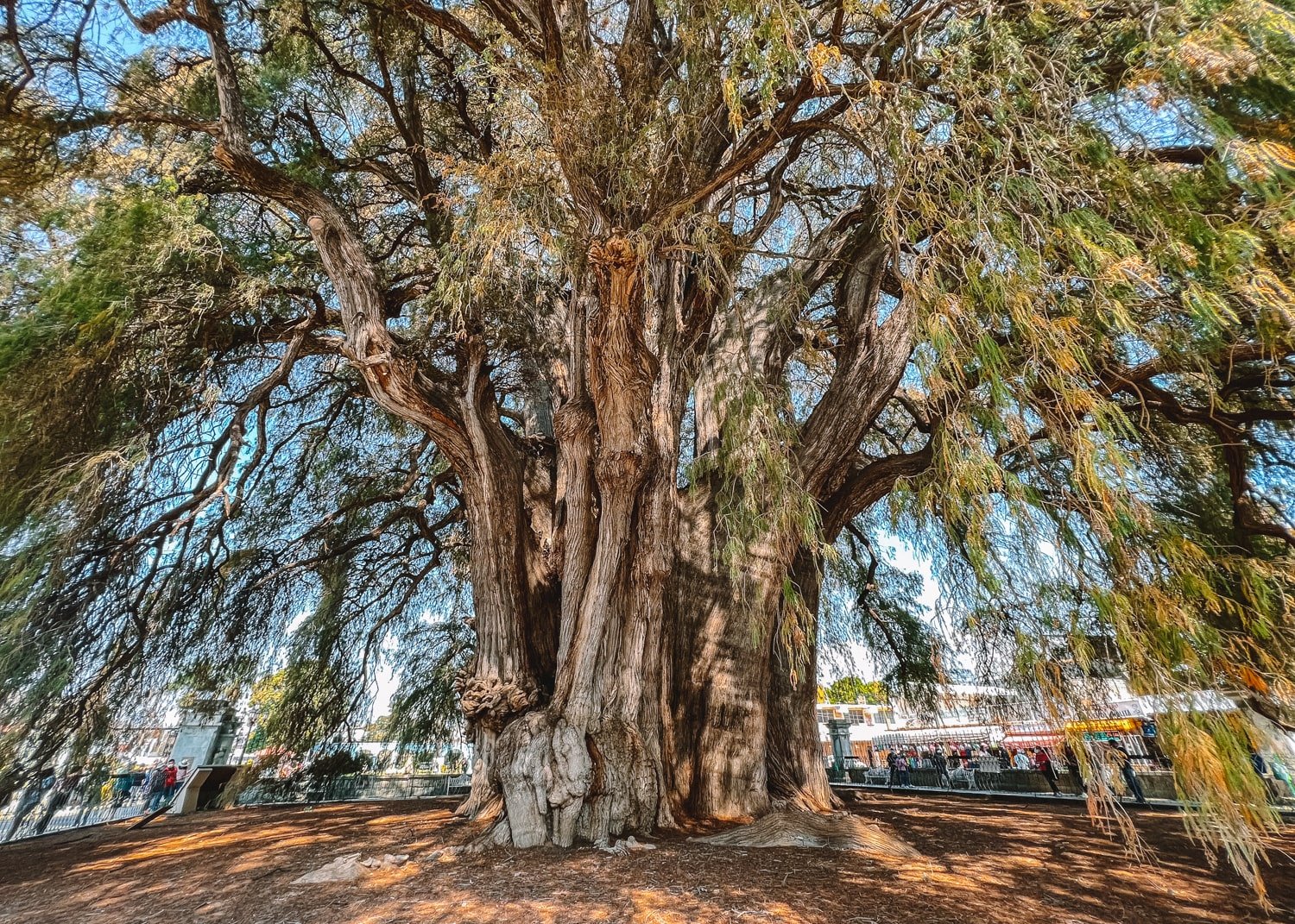 Mexico’s 2,000 Year-Old Living Tree