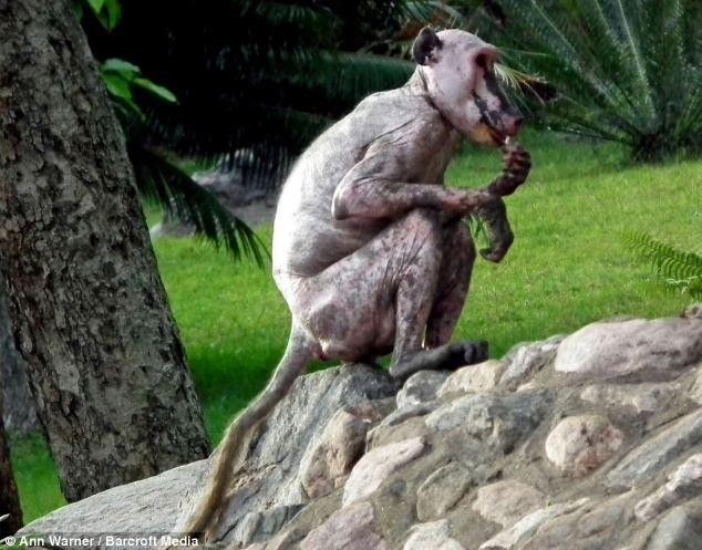 “Courageous Lone Aloe Baboon: Surviving Alone and Searching for Food After Rejection”