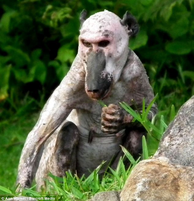 “Courageous Lone Aloe Baboon: Surviving Alone and Searching for Food After Rejection”