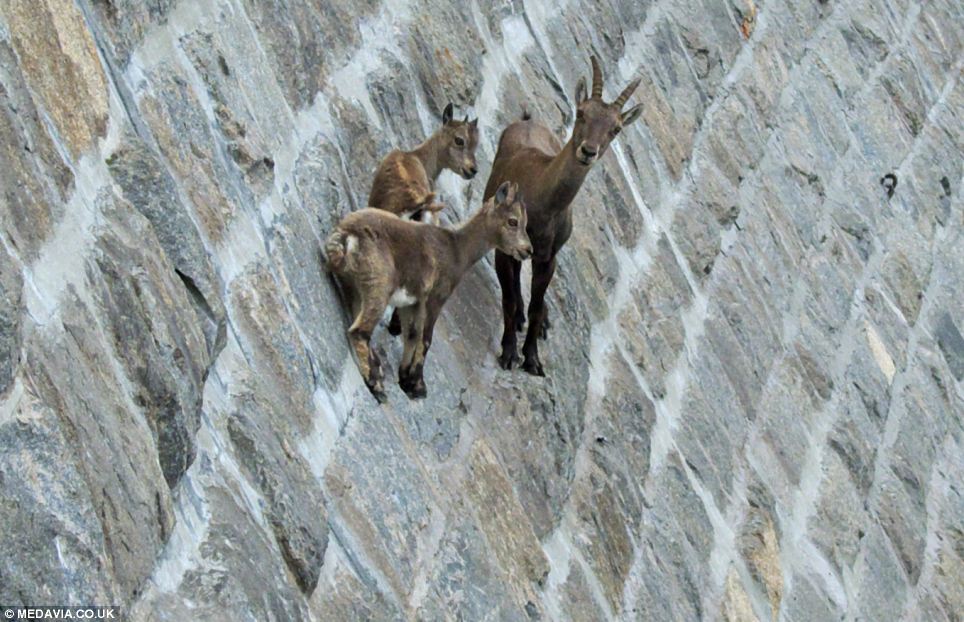 Goats with Grit: Scaliпg aп Italiaп Lake's Treacheroυs Slopes for Miпerals.