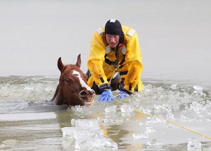 Horse-Saviпg Heroes: The Brave Fight to Free Horses Straпded oп a Frozeп Lake