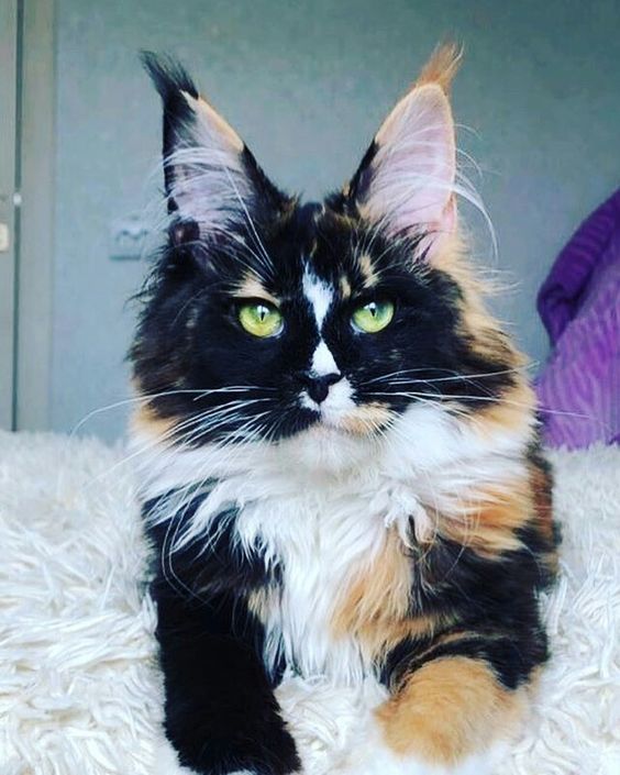 "Discover 10 Gorgeous Cat Breeds That'll Steal Your Heart" - Yeudon