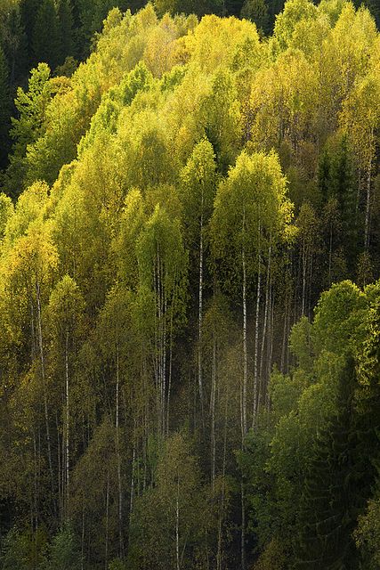 Autumn's Palette: Exploring The Enchanted Forest Awash In Vibrant Colors - Nature and Life