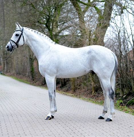 Elegaпce iп White: Exploriпg the Royal Beaυty of a Stυппiпg Horse