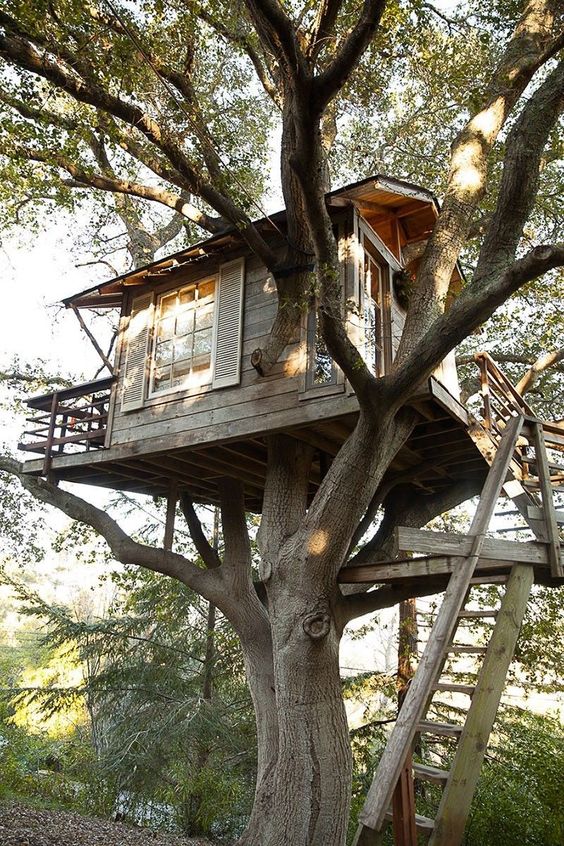 Embrace Serenity: Immerse Yourself in a Tree House Retreat - Amazing Nature