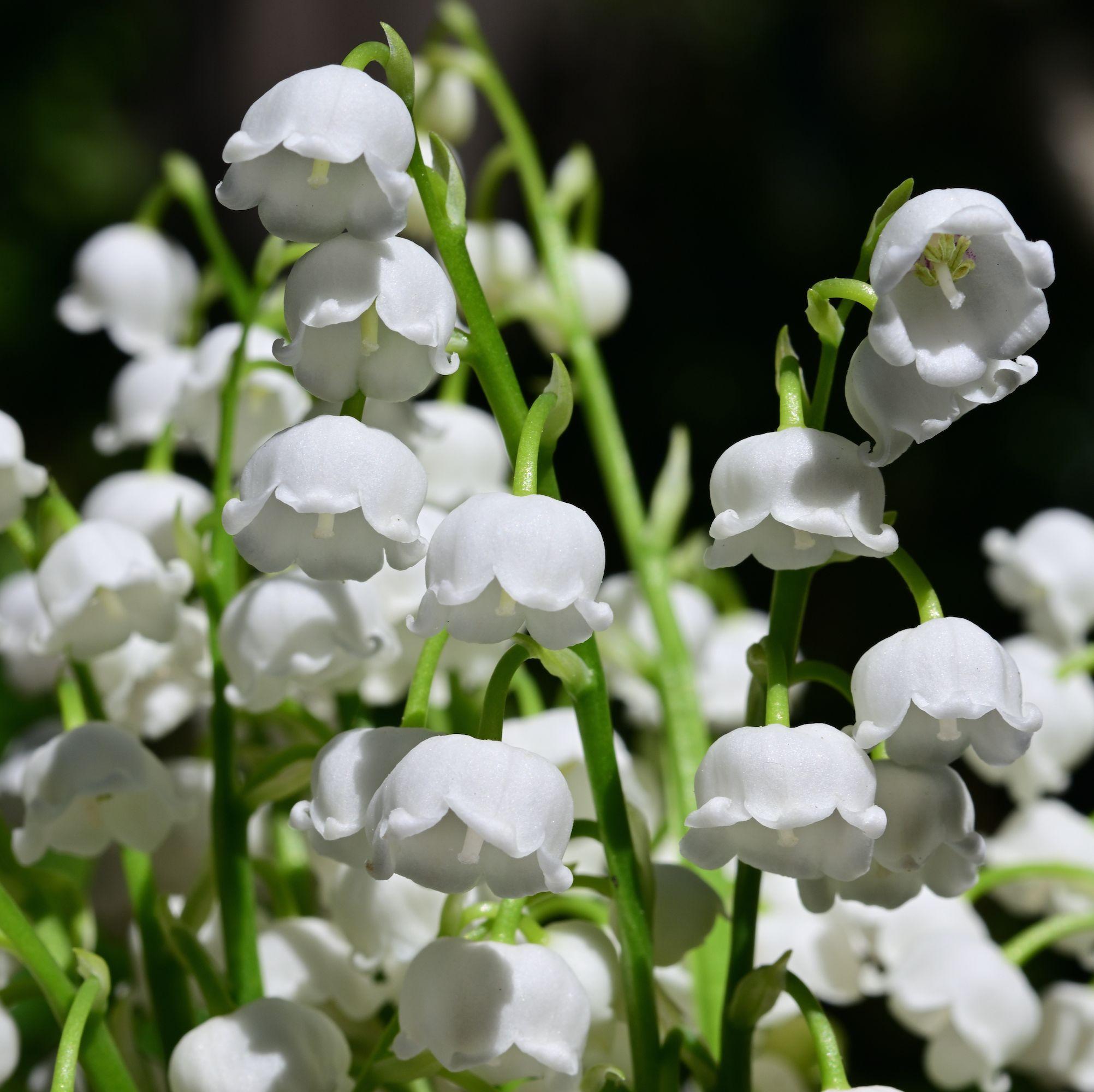 Lily Of The Valley: An Endearing Symbol That Encapsulates The Essence Of Happiness And Contentment - Nature and Life