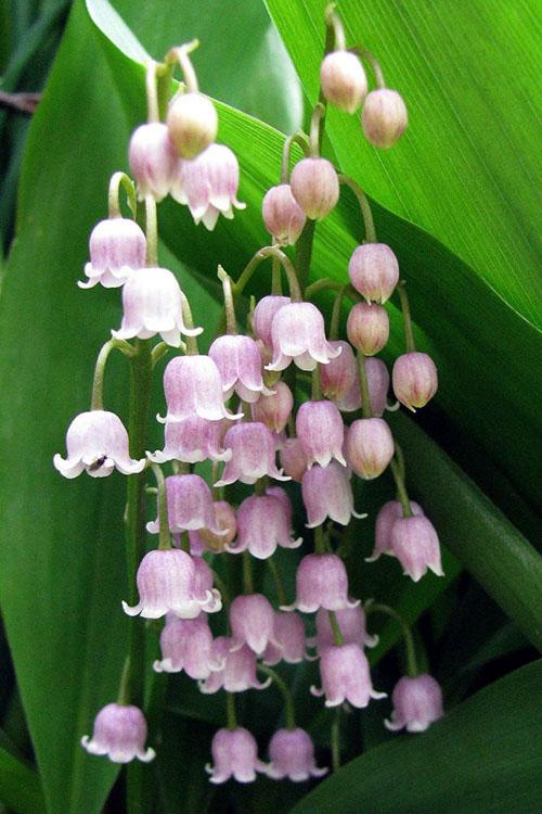 Lily Of The Valley: An Endearing Symbol That Encapsulates The Essence Of Happiness And Contentment - Nature and Life