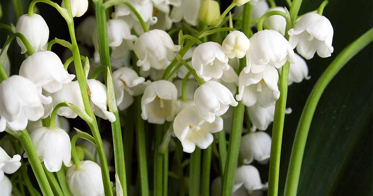 Lily Of The Valley: An Endearing Symbol That Encapsulates The Essence Of Happiness And Contentment - Nature and Life