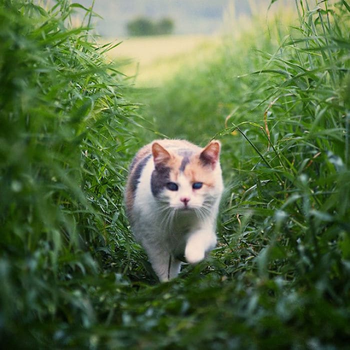 Meet Stevie The Rescued Blind Cat That Enjoys Hiking