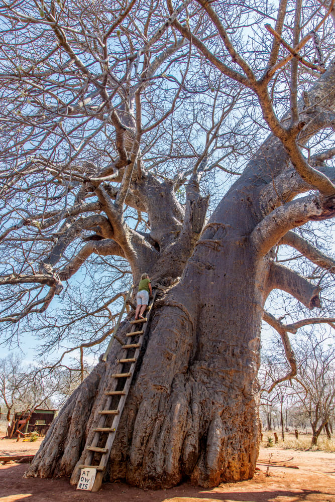 Amazing Baobab tree in Madagascar