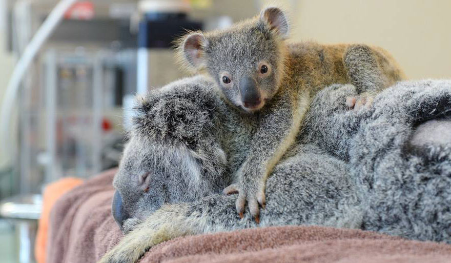 Emotional moment a baby koala hugs unconscious mom during life-saving surgery