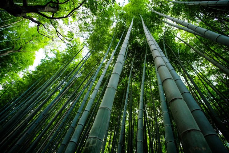 Reaching New Heights: Ghana's Towering Bamboo Giant Surpasses All Other Structures - Amazing Nature