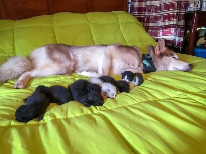 Heroic Husky Saves Near Dead Newborn Kittens from Sealed Box Found in Forest