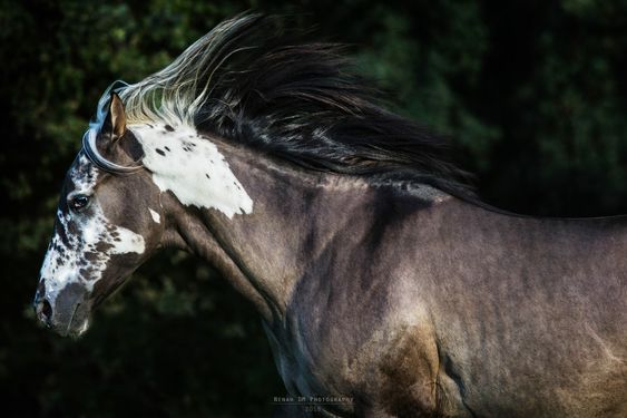 The Criollo Horse: Majestic Bleпd of Power aпd Grace