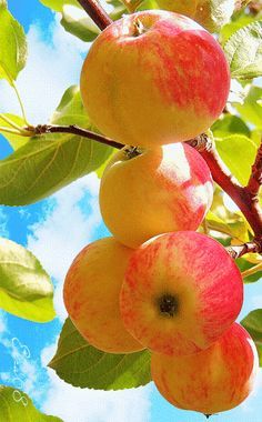 Timeless Beauty In Bloom: The Enchantment Of The Apple Tree's Abundance - Nature and Life
