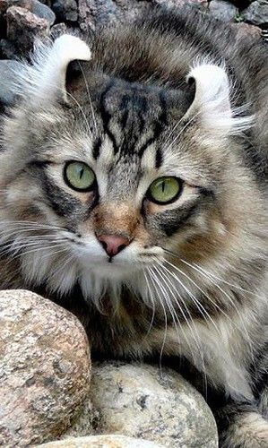 "Discover 10 Gorgeous Cat Breeds That'll Steal Your Heart" - Yeudon