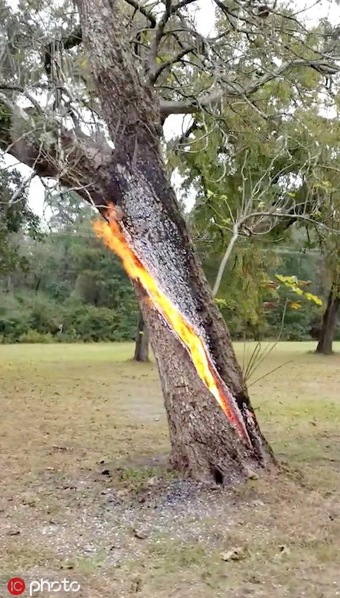 Forged by Lightning: The Tree Trunk Metamorphosis into a Fiery Furnace of Molten Lava - Nature and Life