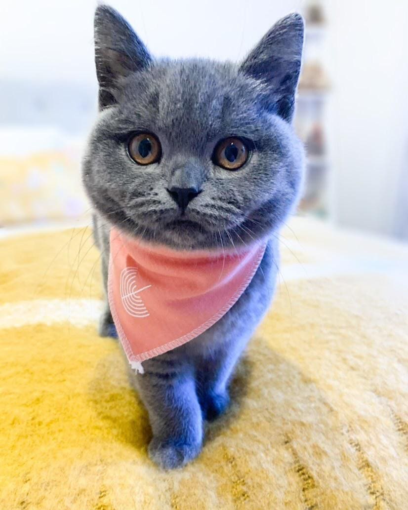 Meet The Beautifully Blue British Shorthair Cat — The Teddy Bear Of The Cat World