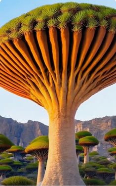 Unveiling The Fascination Of Dragon's Blood Trees: The Mysterious Flora With A Unique Canopy And Abundant Crimson Resin - Nature and Life