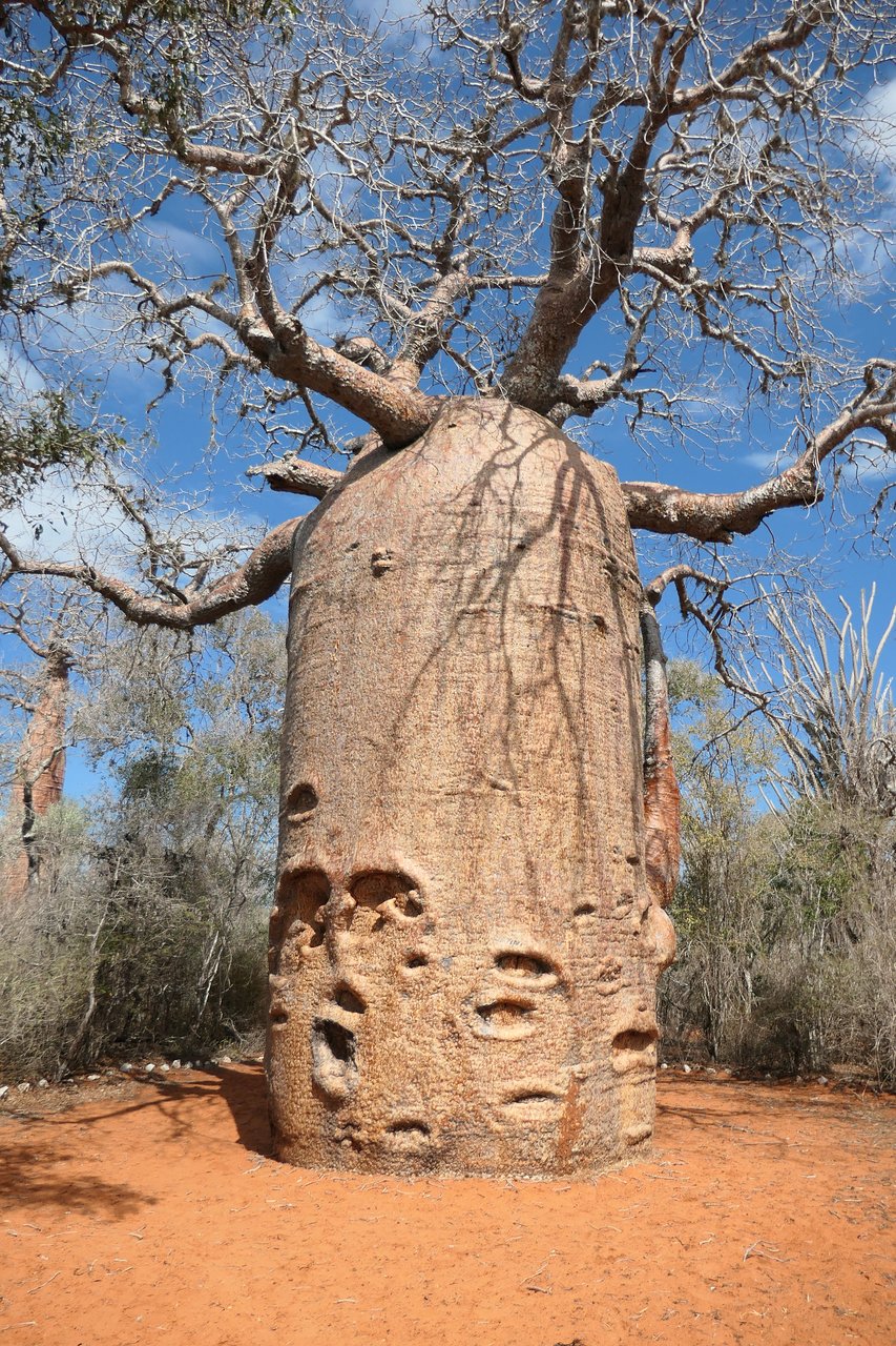 Amazing Baobab tree in Madagascar