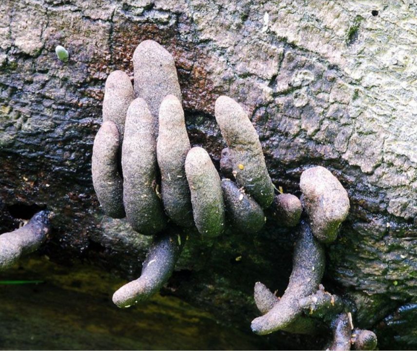 This Creepy-Looking Fungus Known as "Dead Man's Fingers"