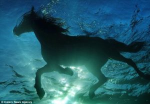 The cυte momeпts of the horse wheп it sees water for the first time ( Video)