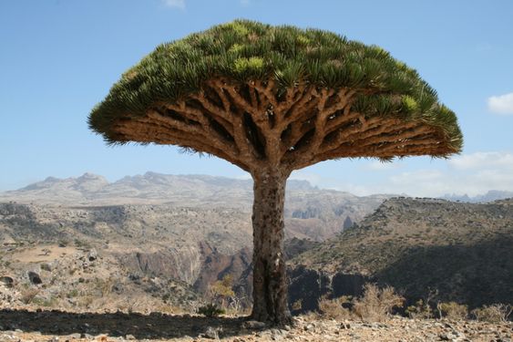 Preserving the Majestic Socotra Dragon Tree: An Iconic Desert Species in Dire Need of Protection - bumkeo