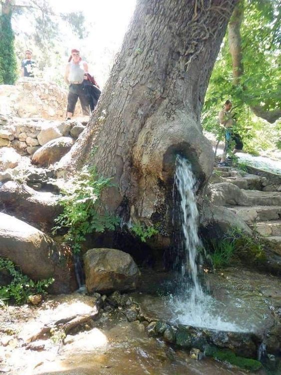 Thriving Against the Odds: Uncovering the Enigmatic Water Source Nurturing a Remarkable Tree. - bumkeo