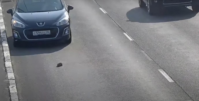 Brave Man Stopped His Car In Heavy Traffic To Help A Kitten!