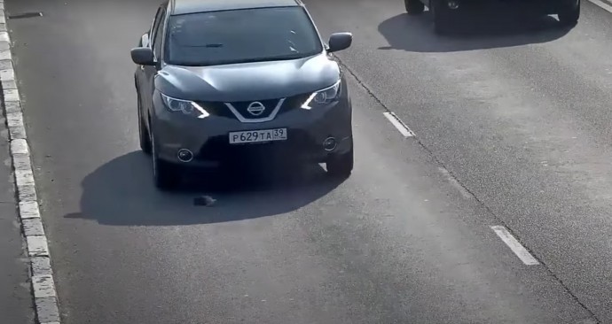 Brave Man Stopped His Car In Heavy Traffic To Help A Kitten!