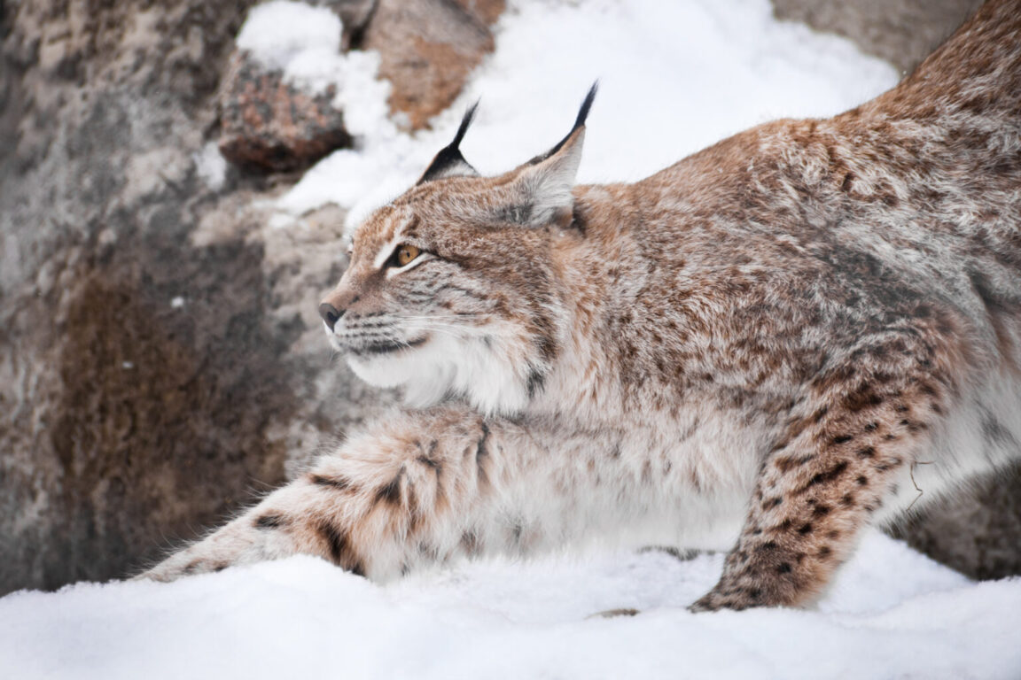 Meet The Stunning Big-Pawed Canadian Lynx – One Of The Rarest Big Cats In The World