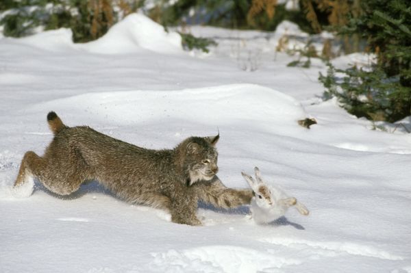 Meet The Stunning Big-Pawed Canadian Lynx – One Of The Rarest Big Cats In The World