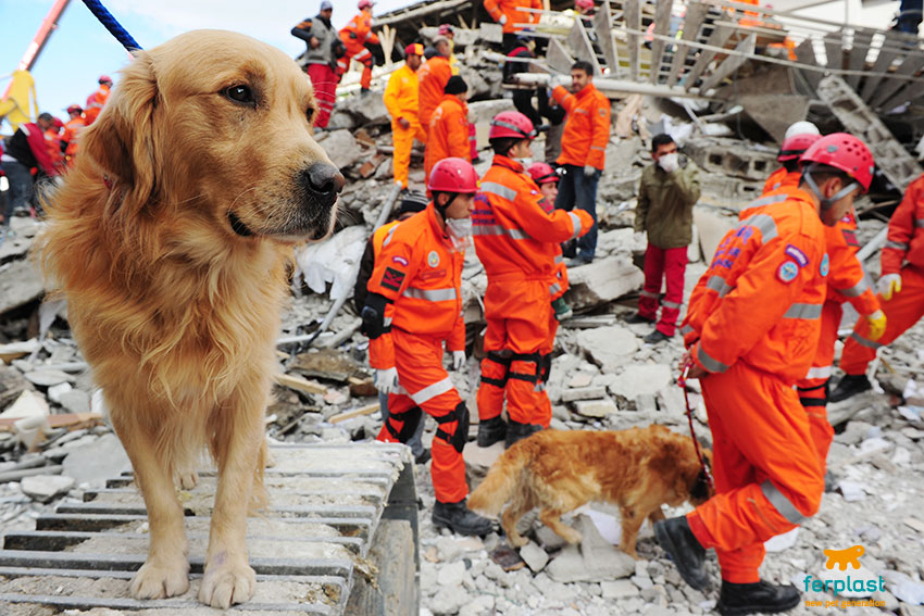 “Heroic Sniffer Dog Alerts Rescue Team, Leading to Woman’s Life-Saving Rescue After Devastating Earthquake in Turkey.”