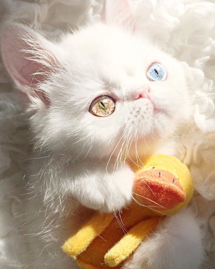 Introducing Pam Pam: The Adorable Feline with Heterochromia and Mesmerizing Eyes - Yeudon