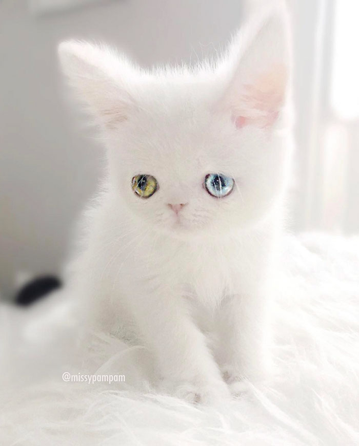 Introducing Pam Pam: The Adorable Feline with Heterochromia and Mesmerizing Eyes - Yeudon