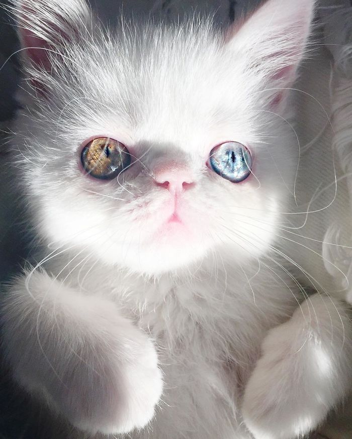 Introducing Pam Pam: The Adorable Feline with Heterochromia and Mesmerizing Eyes - Yeudon