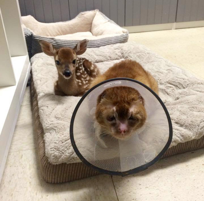 Cat Rescued From Fire Now Helps Take Care Of Other Animals In Vet Clinic