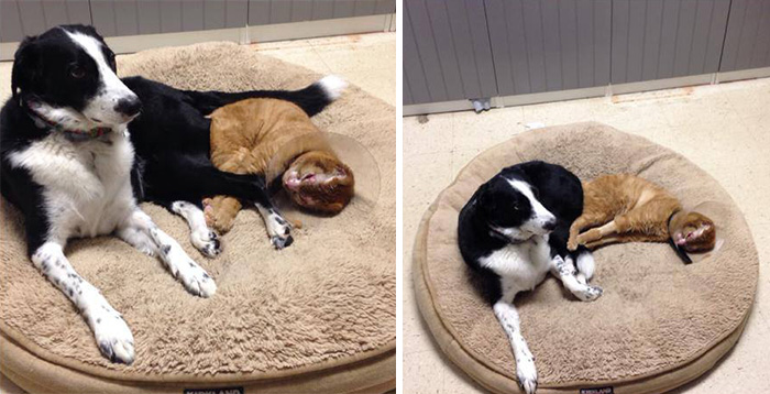 Cat Rescued From Fire Now Helps Take Care Of Other Animals In Vet Clinic