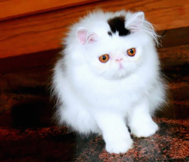 "The Purrfectly Unique: 10 Feline Celebrities With Fur-midable Markings" - Yeudon