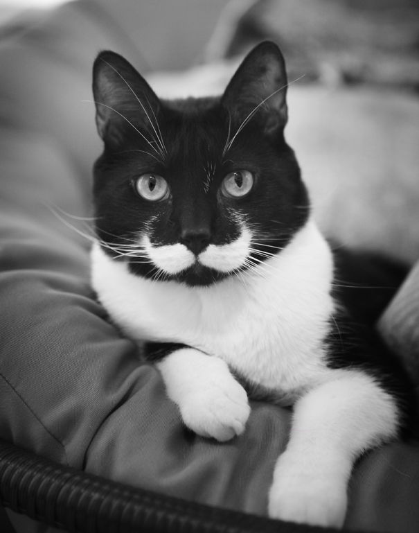 "The Purrfectly Unique: 10 Feline Celebrities With Fur-midable Markings" - Yeudon