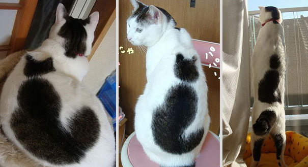 "The Purrfectly Unique: 10 Feline Celebrities With Fur-midable Markings" - Yeudon