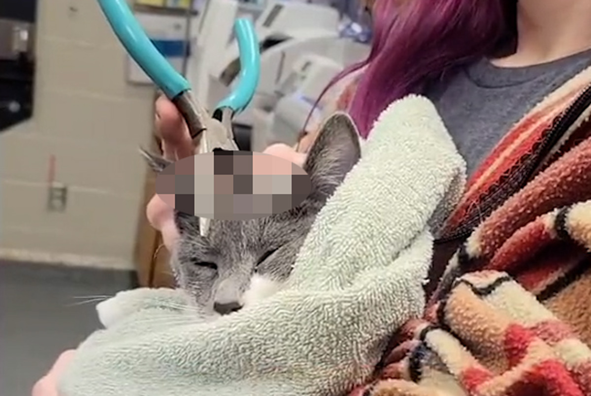 Cat Savagely Stabbed In The Head With Pliers Recovering In New Forever Home