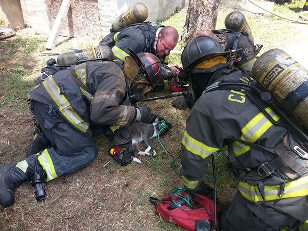 Firemen Save Unconcious Cat’s Life Using A Special Pet Oxygen Mask
