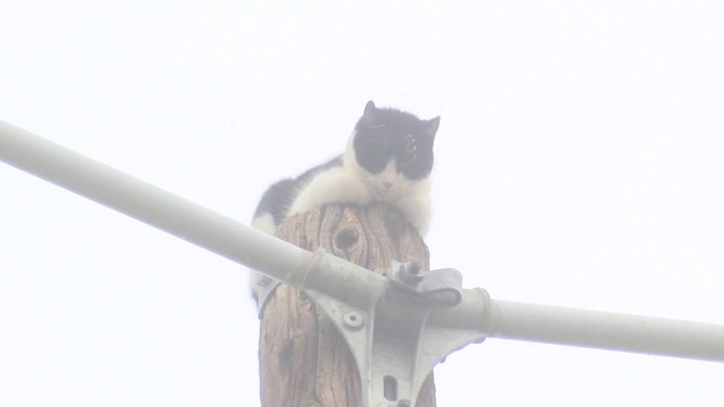 Fat Boy the Cat Rescued After Spending 9 Days Stuck on Power Pole!