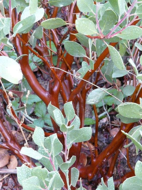 Unearthing Earth's Most Extraordinarily Rare Red-Colored Trees: Exploring Their Beauty, Significance, And Perilous Status - Nature and Life