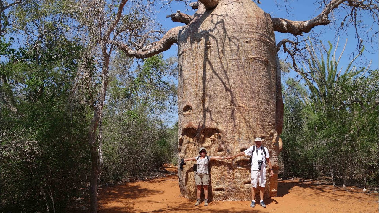 Amazing Baobab tree in Madagascar