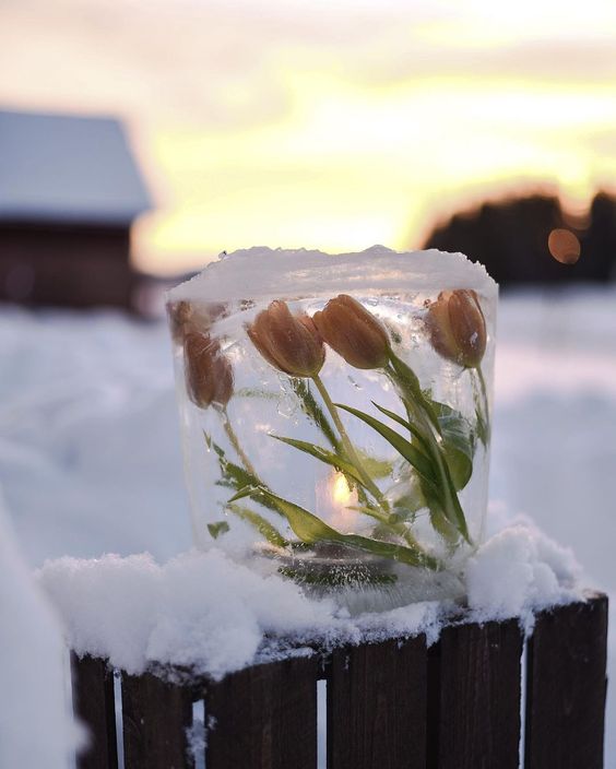 Elegance Carved In Ice: Discovering The Enchanting Beauty Of Winter's Frozen Flowers - Nature and Life