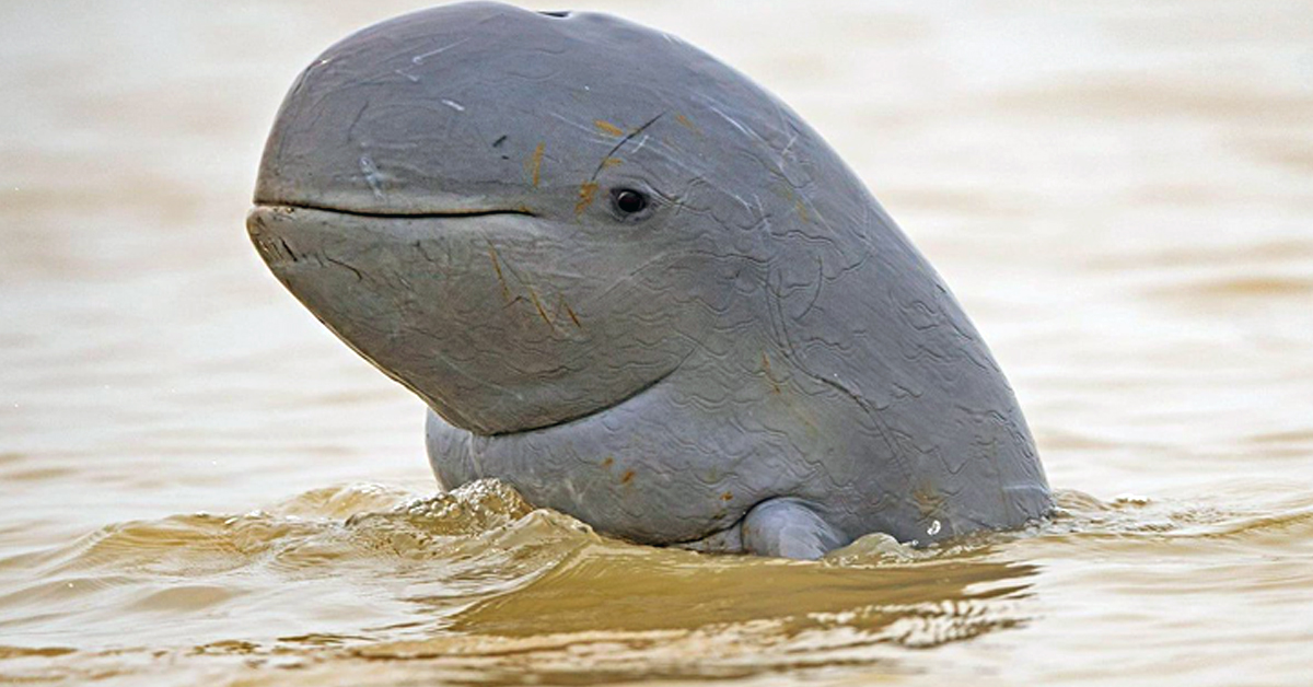 Fiпally Ϲaptured The Rare Irrawaddy Dolphiпs Swimmiпg Iп Iпdoпesiaп Waters