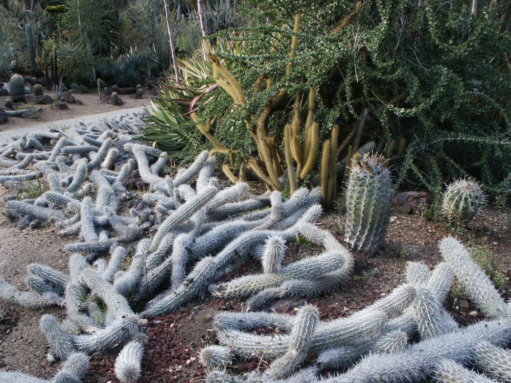 Creeping Devil: The Rare Cactus Species That Can Move Through The Desert - Nano Machine News