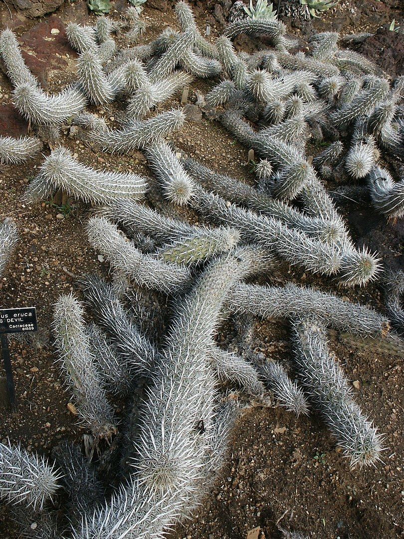 Creeping Devil: The Rare Cactus Species That Can Move Through The Desert - Nano Machine News